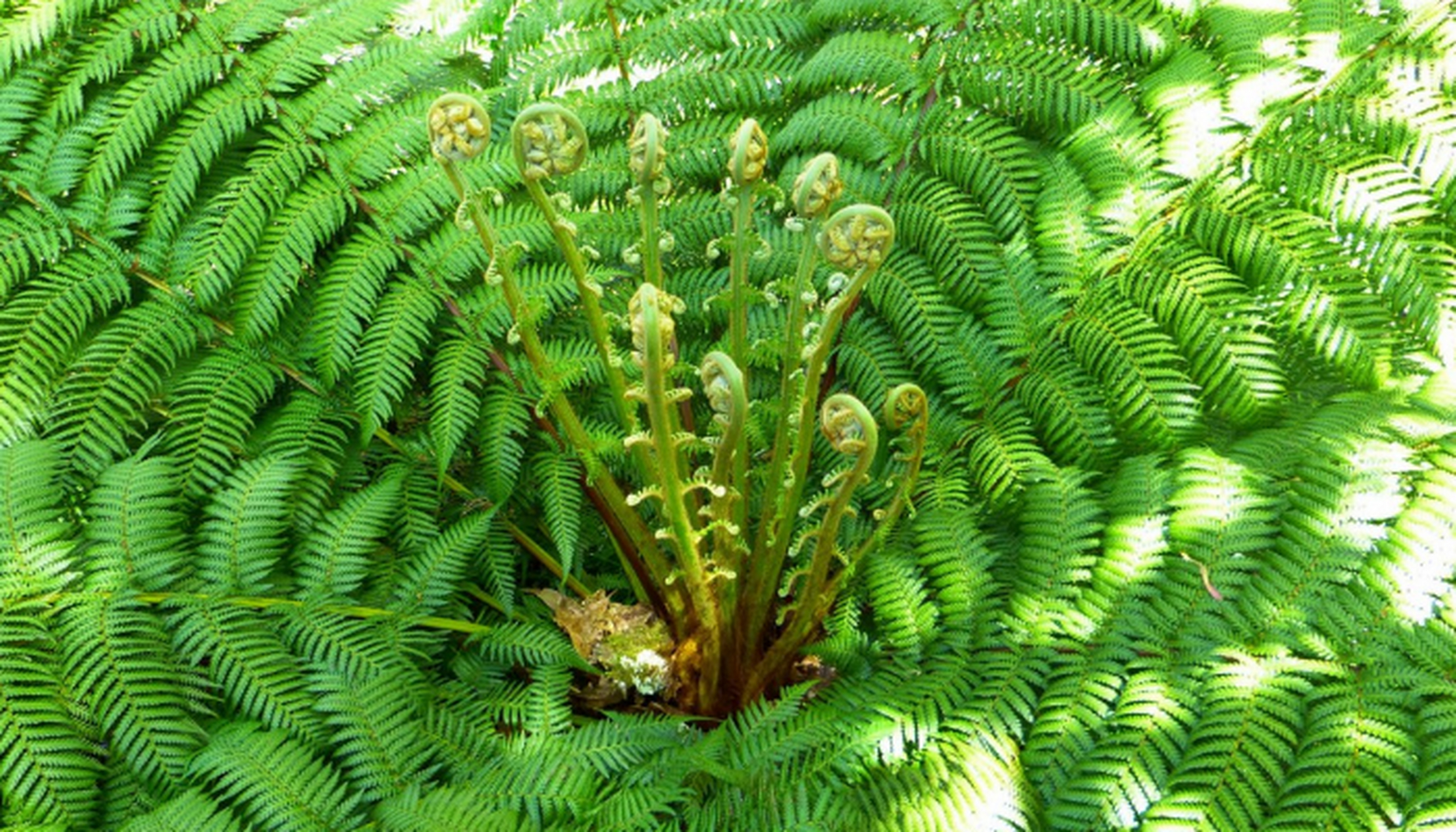 蕨类植物 蕨类植物发展与泥盆纪时期,是所有低地生长