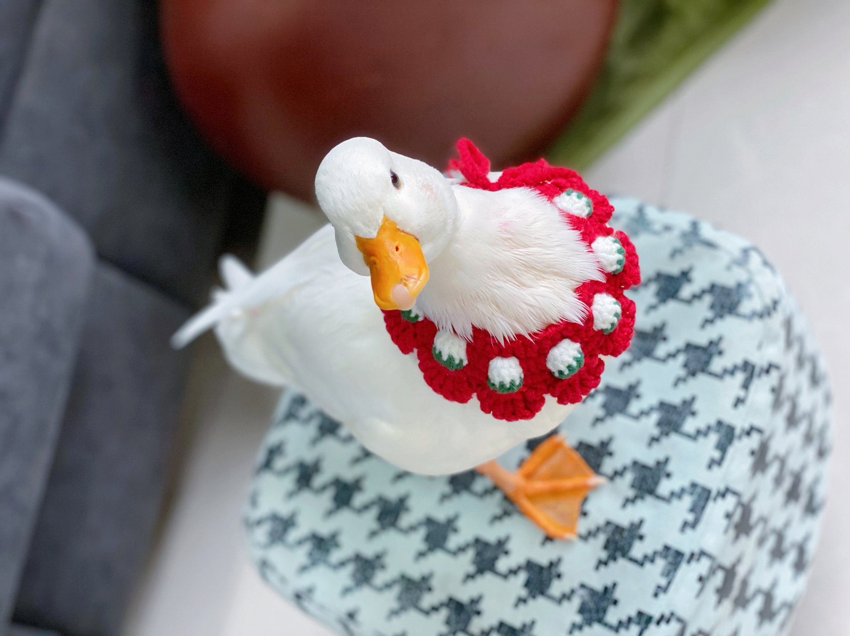 柯尔鸭也叫可达鸭吗哈哈 带上小围兜的柯尔鸭真的秒变小可爱~#又有异