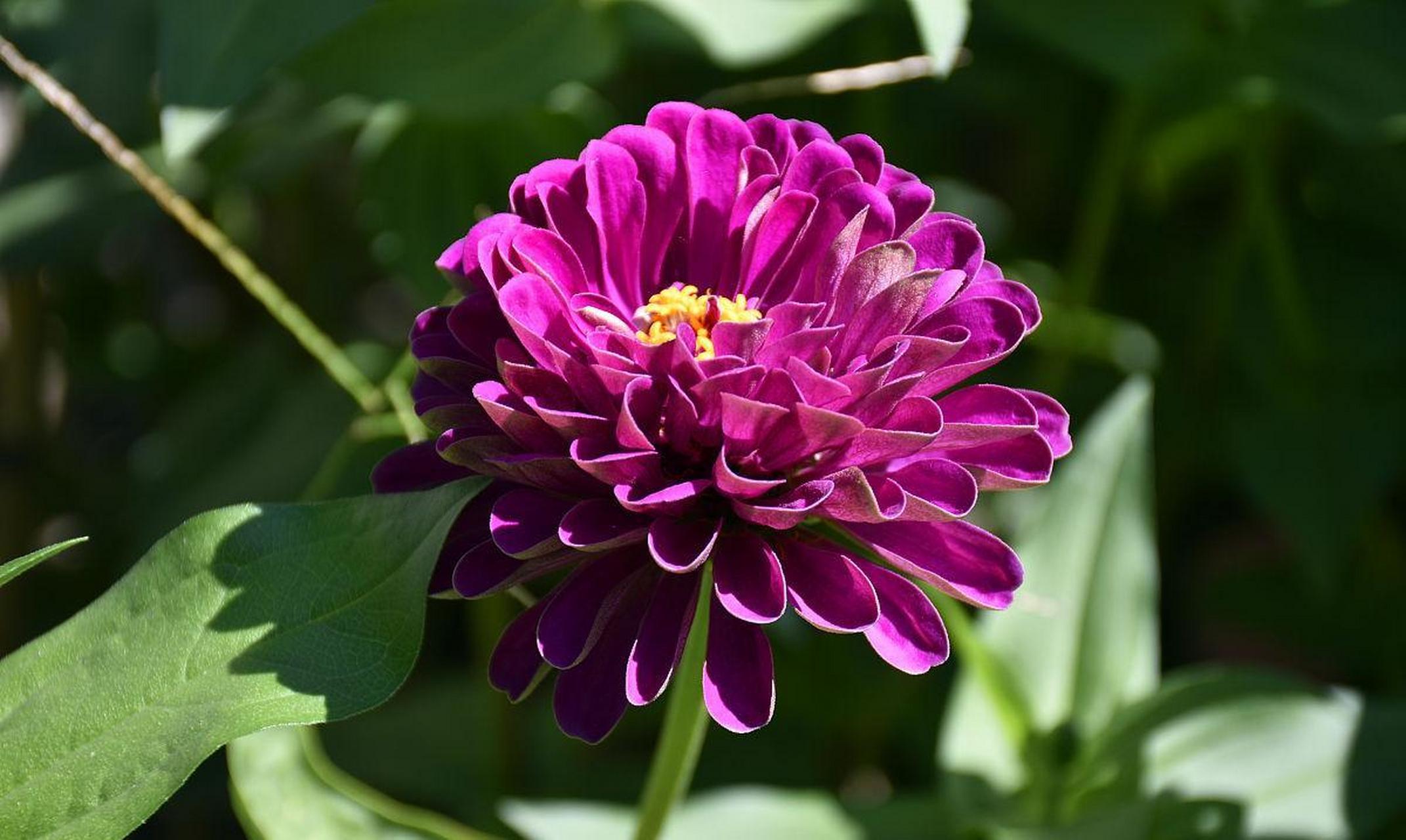 适合 播种的花——百日菊: 百日菊也叫百日草,步步高,花语寓意向阳而