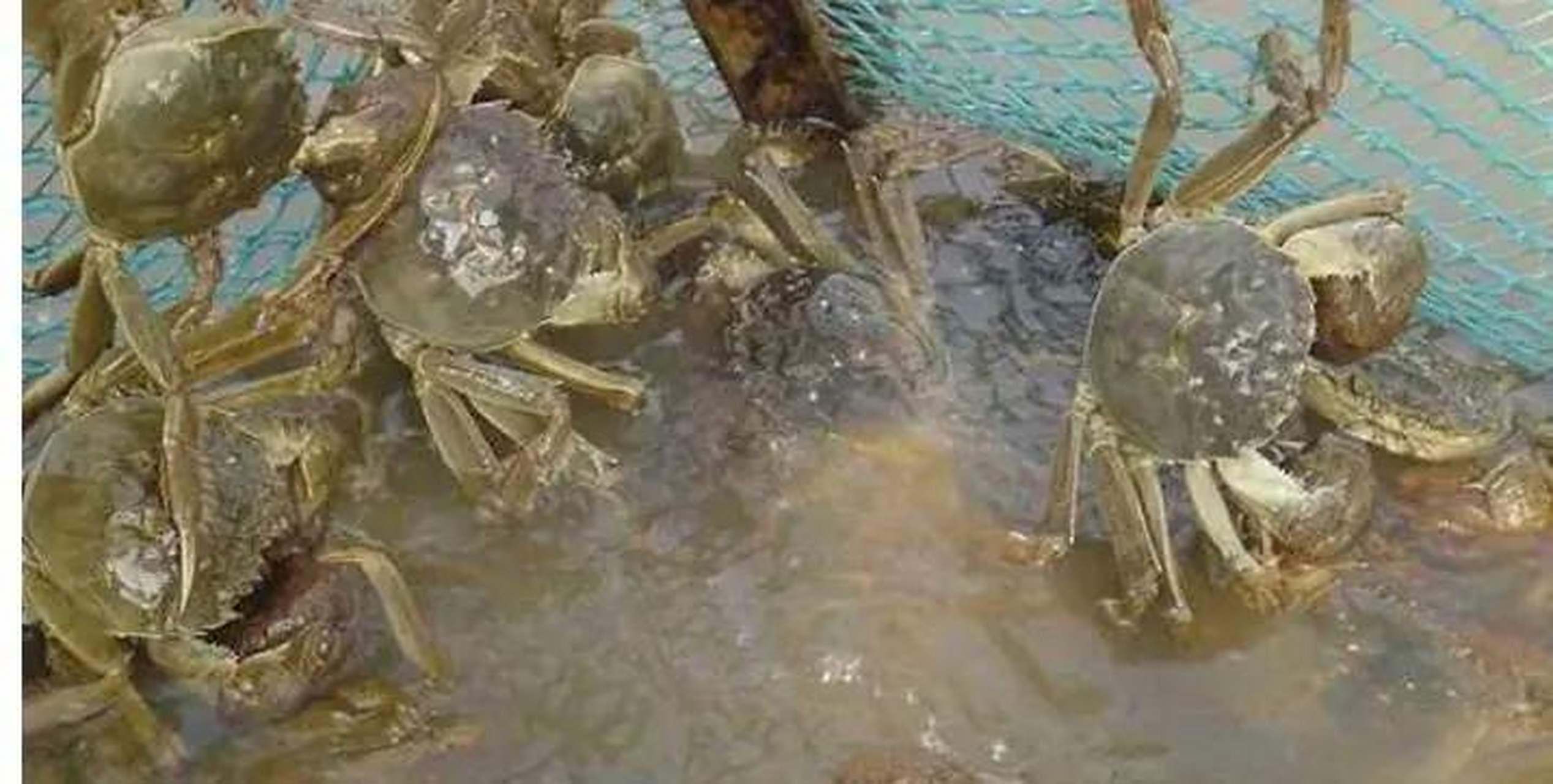 螃蟹养殖户最怕的高温季节来袭,那么在高温环境下,螃蟹养殖应该注意