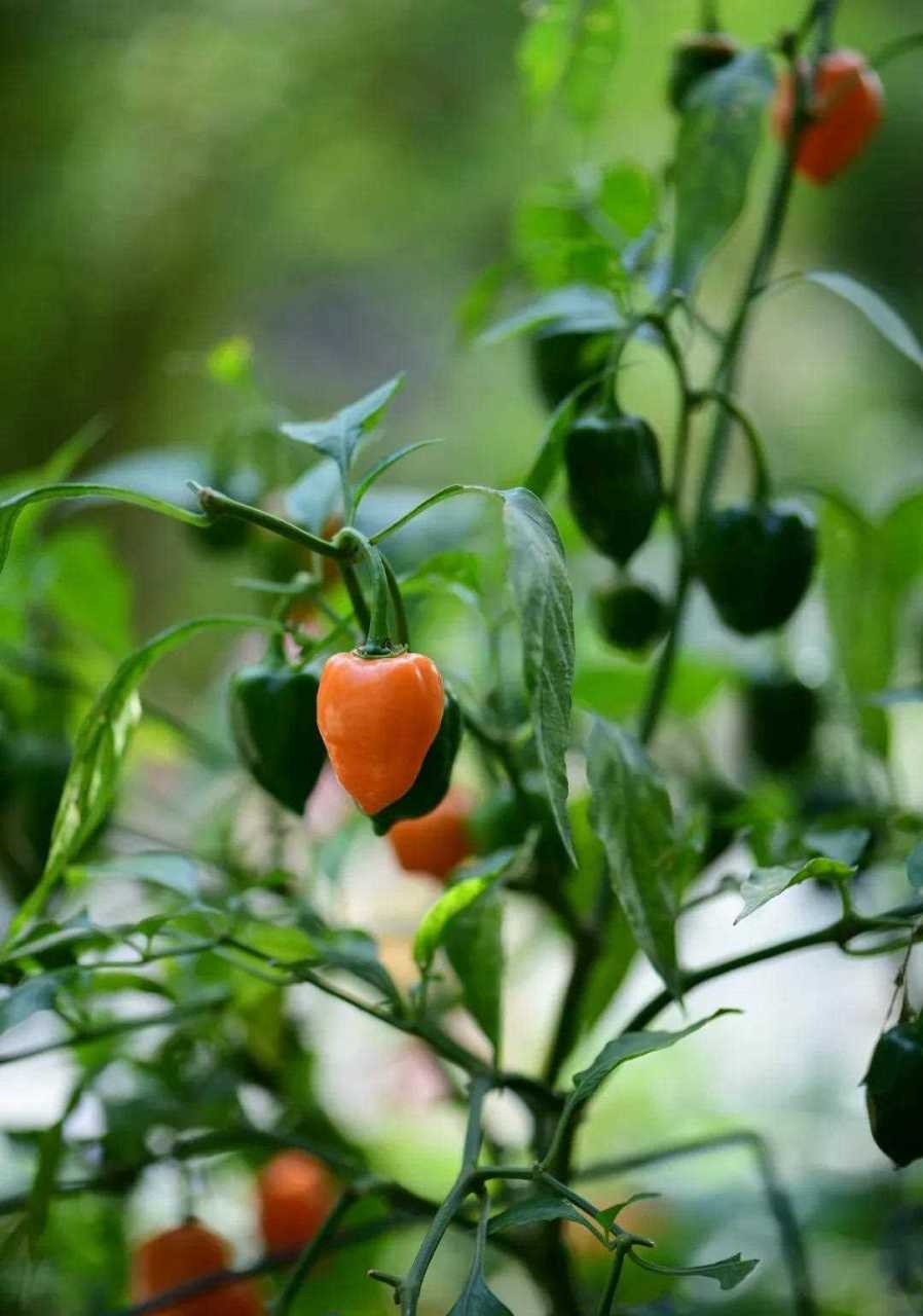 我种的哈瓦那辣椒(habanero)都开始变黄了,就看看,不敢吃~  辣度( 史