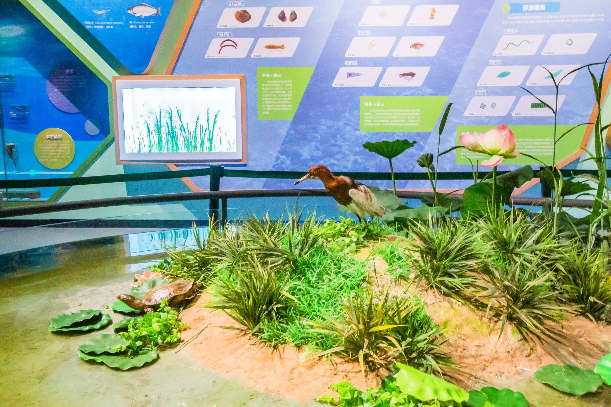 衡水湖湿地生态馆是一处集生态美景体验和自然知识科普于一体的研学游