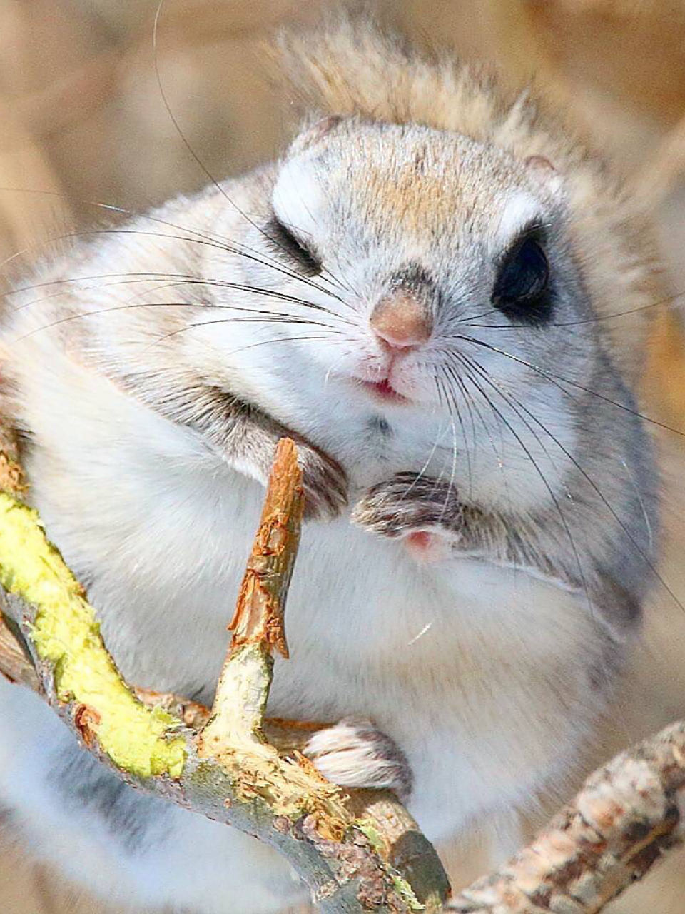 名称:俄罗斯飞鼠(siberian flying squirrel) 别名:西伯利亚鼯鼠 分类