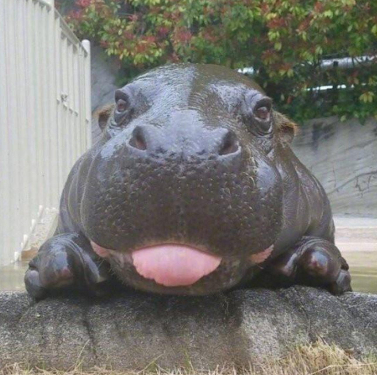 你说萌不萌?河马先生