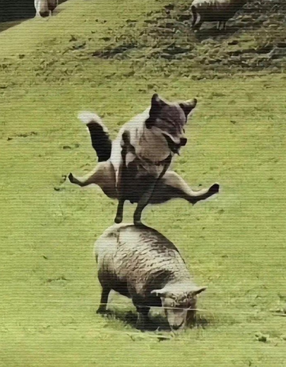 狼:来跳山羊啊 羊:讨厌一些没有边界感的狼 67