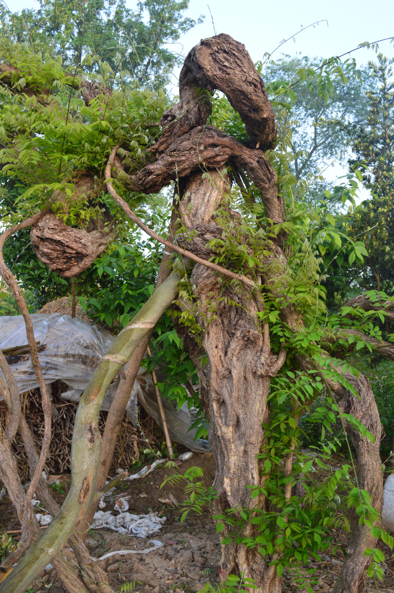 腾龙型紫藤桩,就问你霸气不霸气?#紫藤