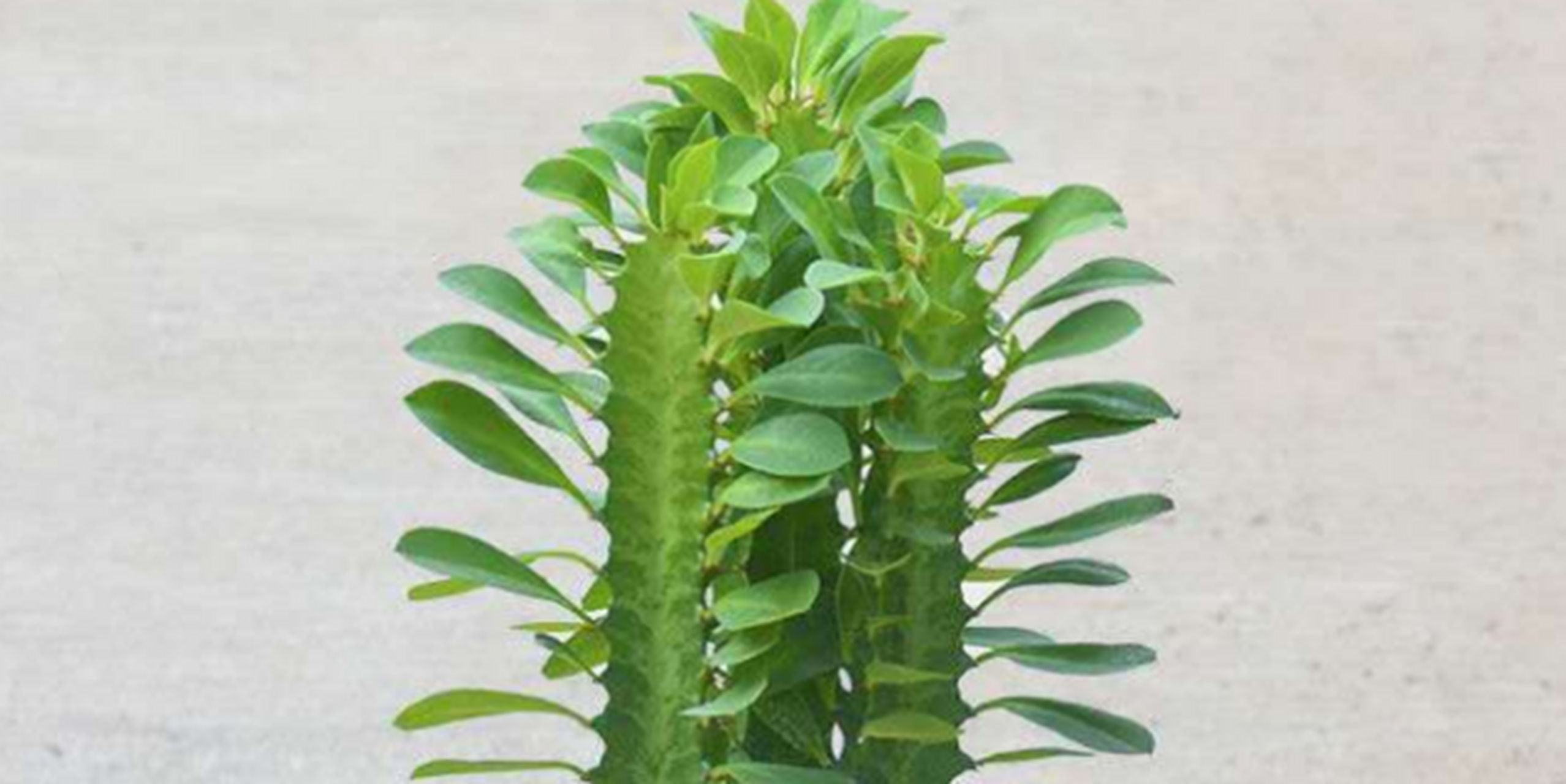 龙骨图片植物(龙骨图片植物药效)