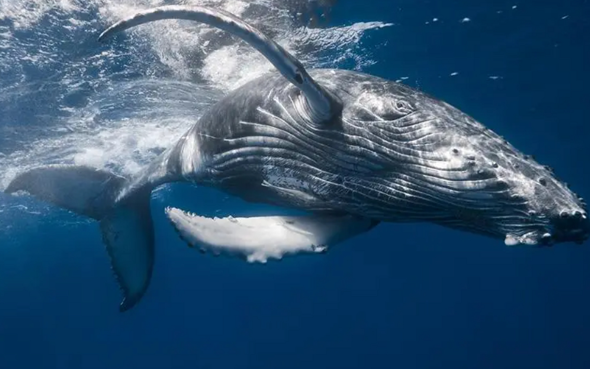 水为鲸鱼提供了足够的支持,避免了身体的重力,因而它们可以承受