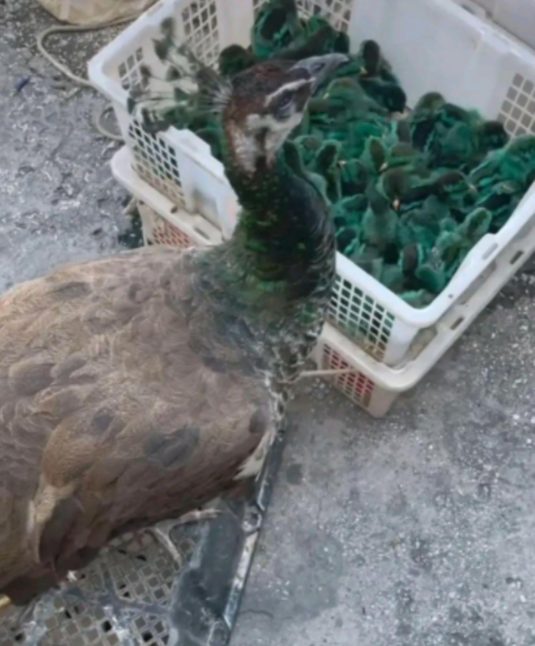 孔雀幼苗是这样吗,要不要买一只