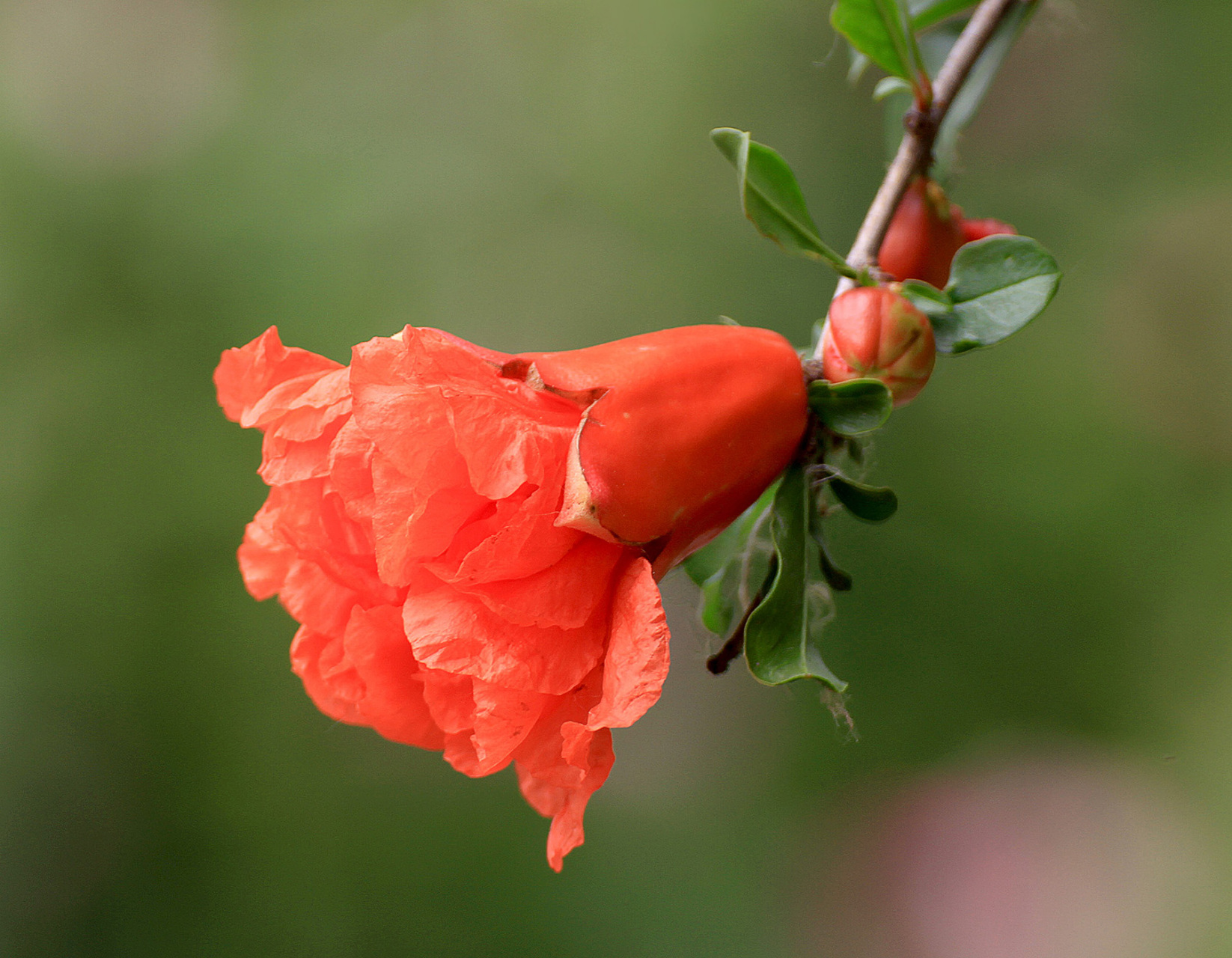 石榴花,玛瑙石榴花,牡丹石榴花与白石榴花.
