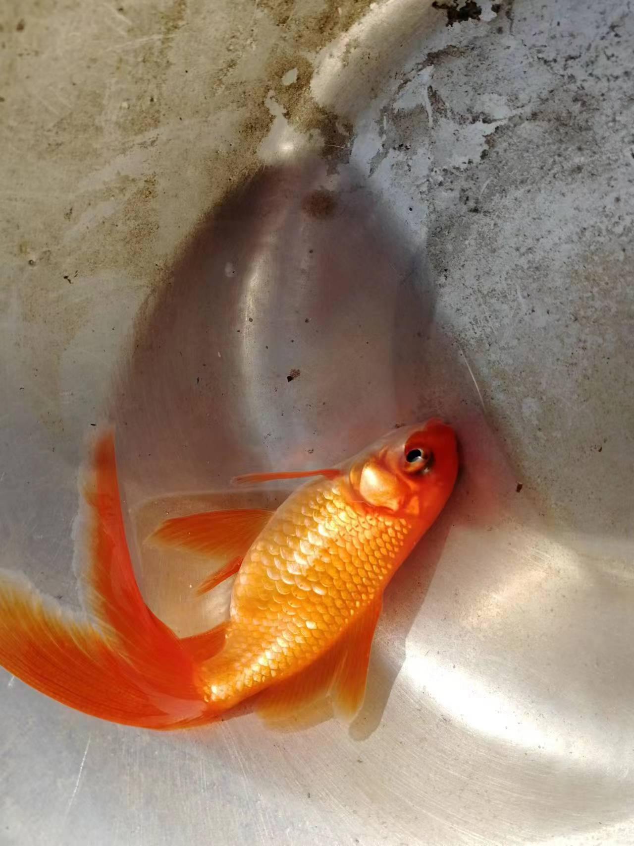 这是怀孕了吗?看样子都快要生了,真是意外惊喜啊!