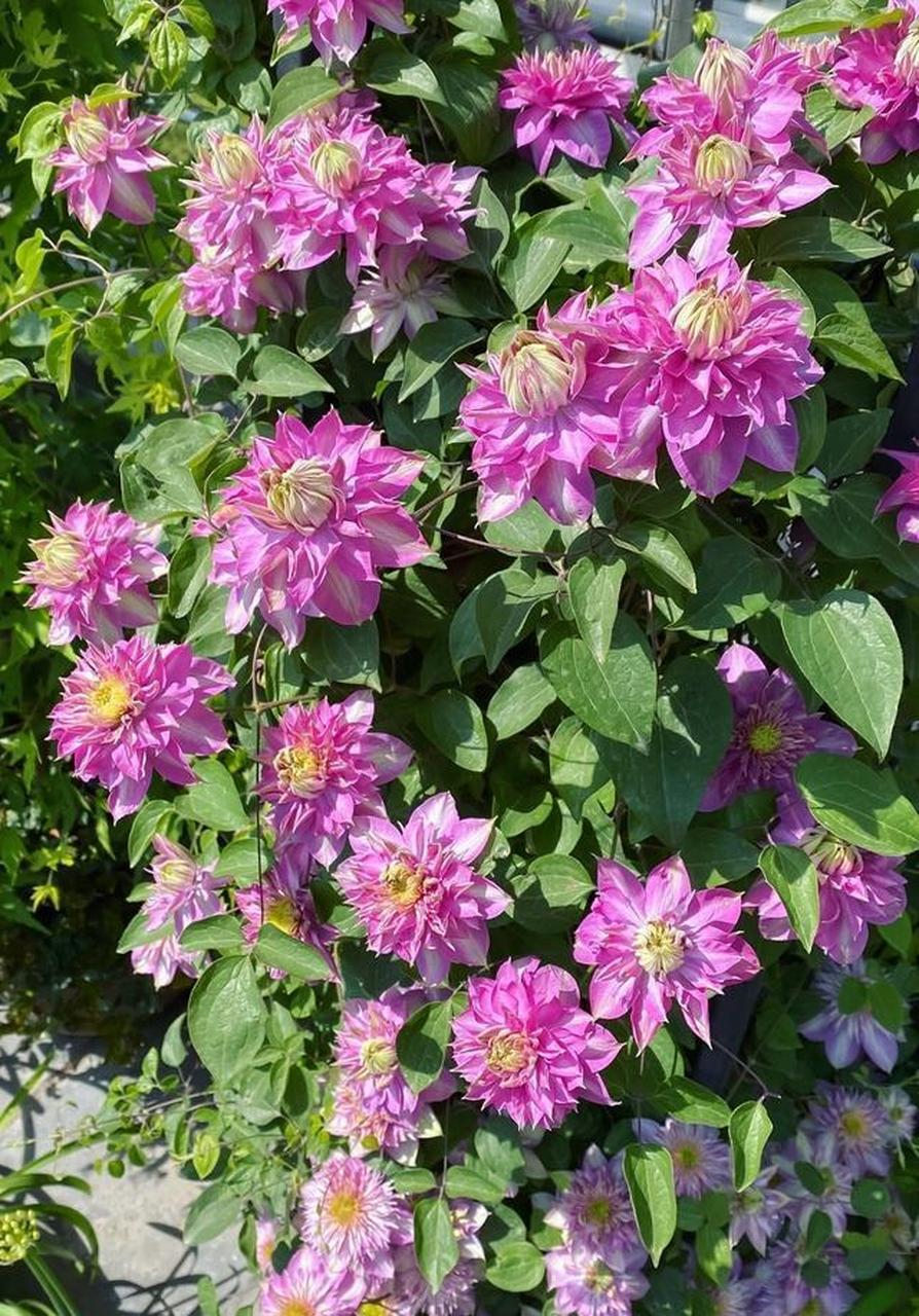 有着"藤本花皇后"的美誉,而我今天要分享的是铁线莲里的经典品种