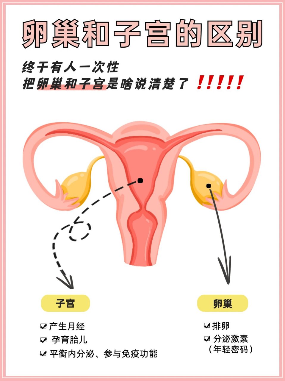 子宫卵巢的位置图图片