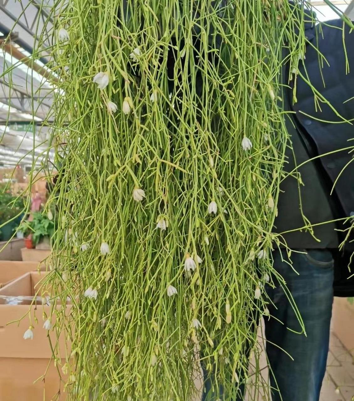 垂吊植物界的"天花板"——丝苇,属于雨林仙人掌,植株肉质化,全株无刺