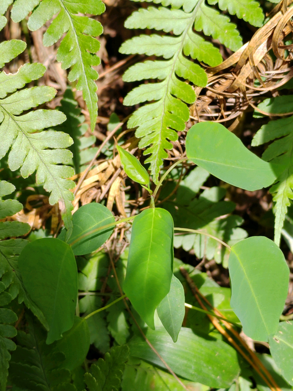 路边的小草,问一问它们的名字?