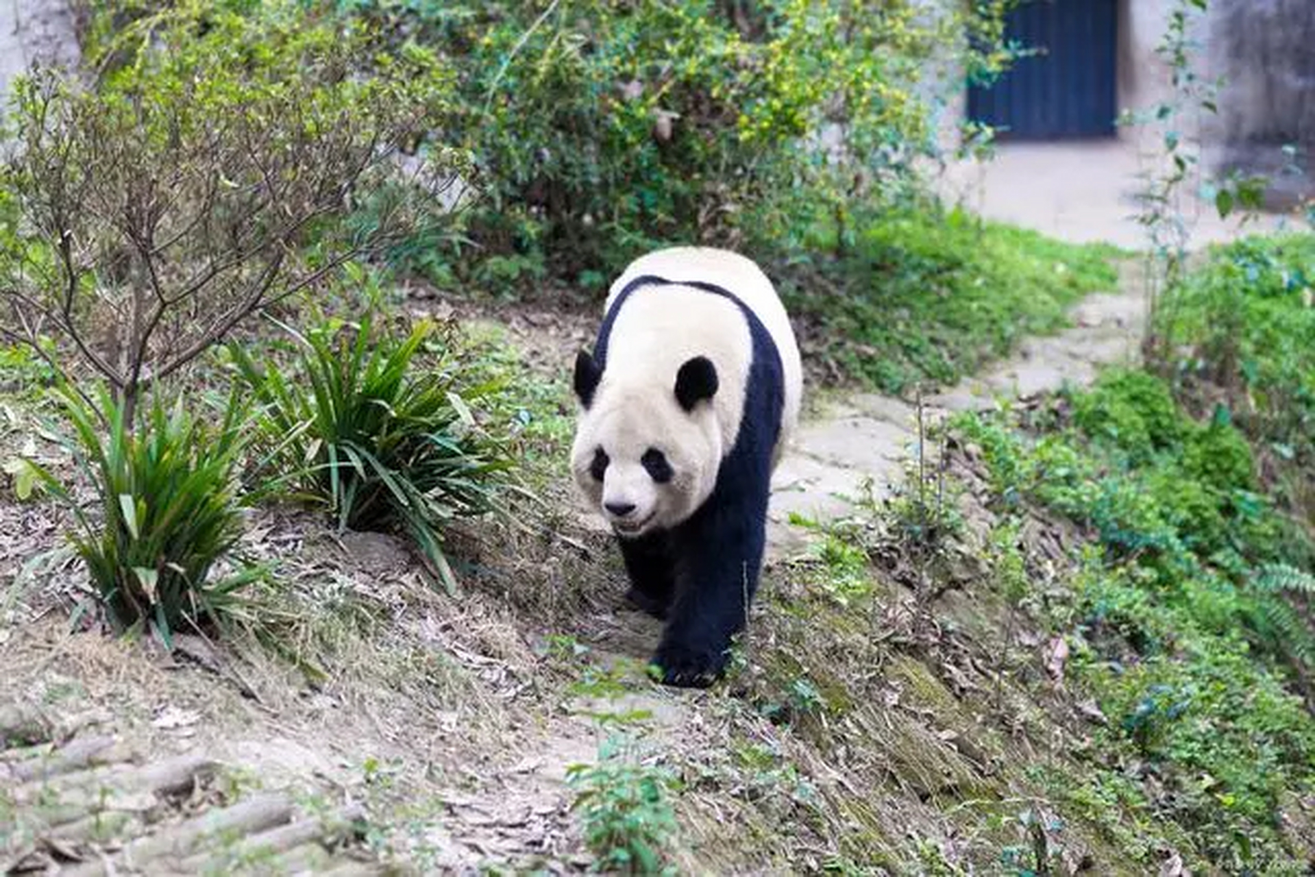 丫丫是国宝大熊猫的爱称, 2000年8月3日出生在北京动物园,2003年4月尚