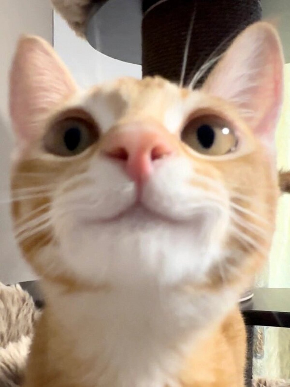 好可爱啊 看到这些你是不是想要换头像