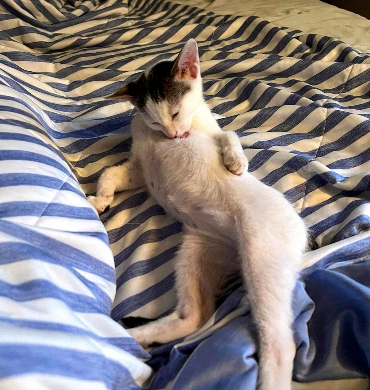 这只猫咪性感妖娆,让我忍不住哈哈大笑!