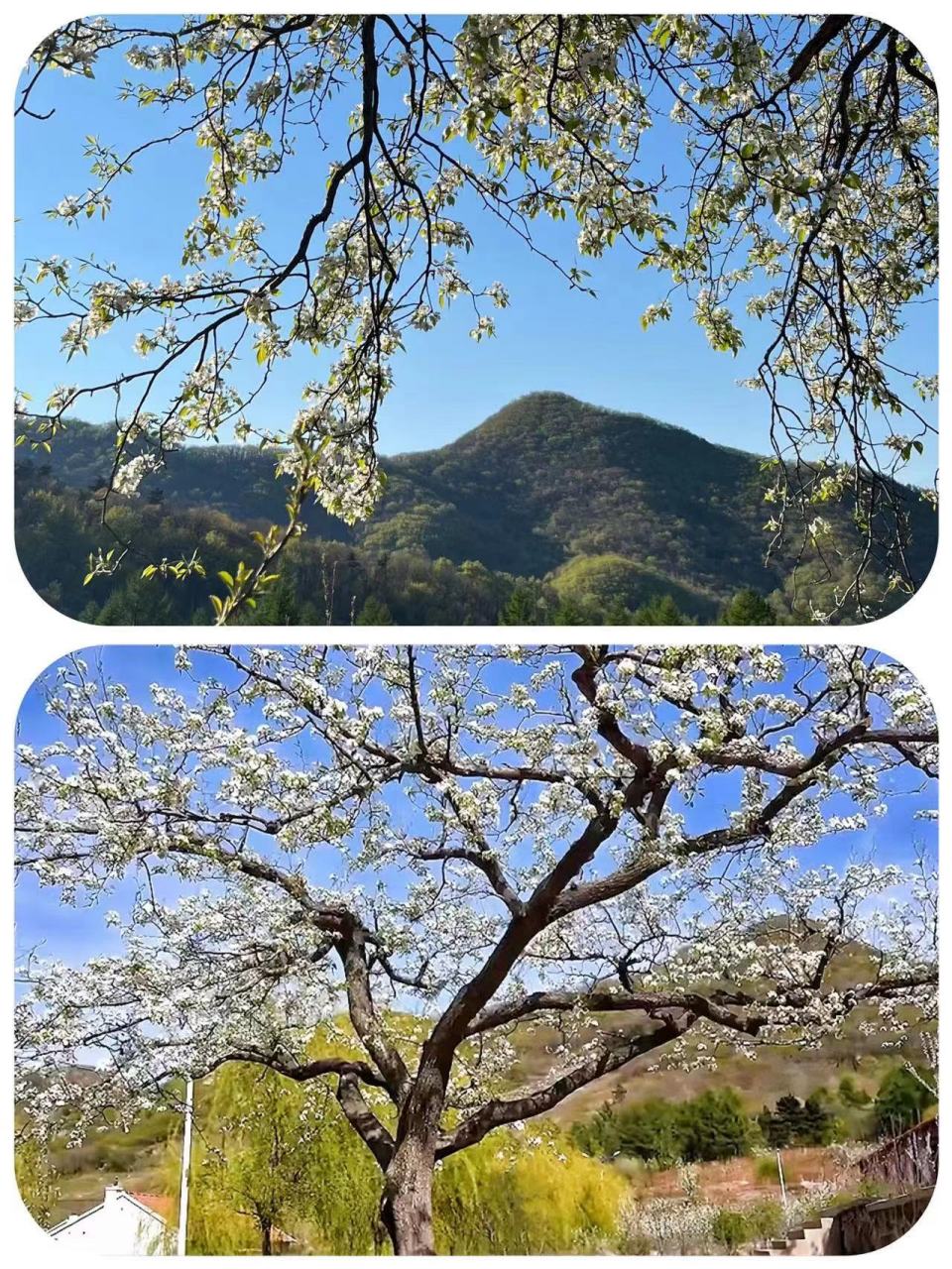 美好辽宁欢迎您# 开原大美松山欢迎您#网红打卡地辽宁杠杠滴