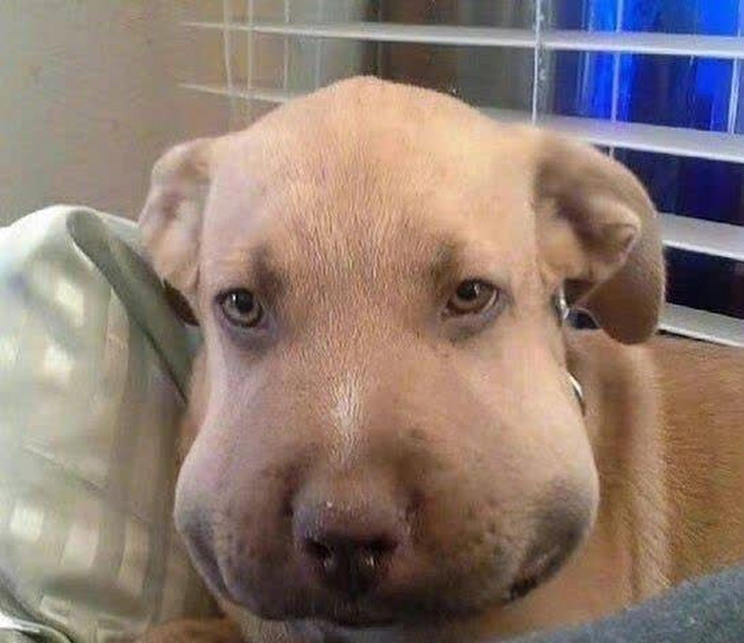 狗狗被蜜蜂咬了之后,哈哈哈可爱又可怜.