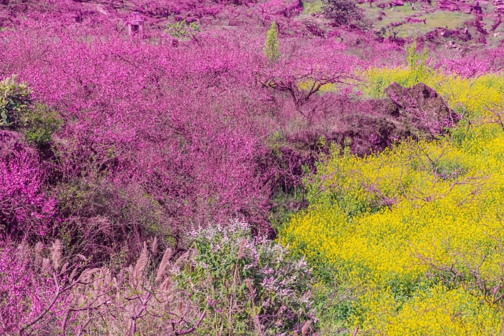 【春行"桃花岛"】安顺市普定县的梭筛桃花岛被很多来过的游客称为"
