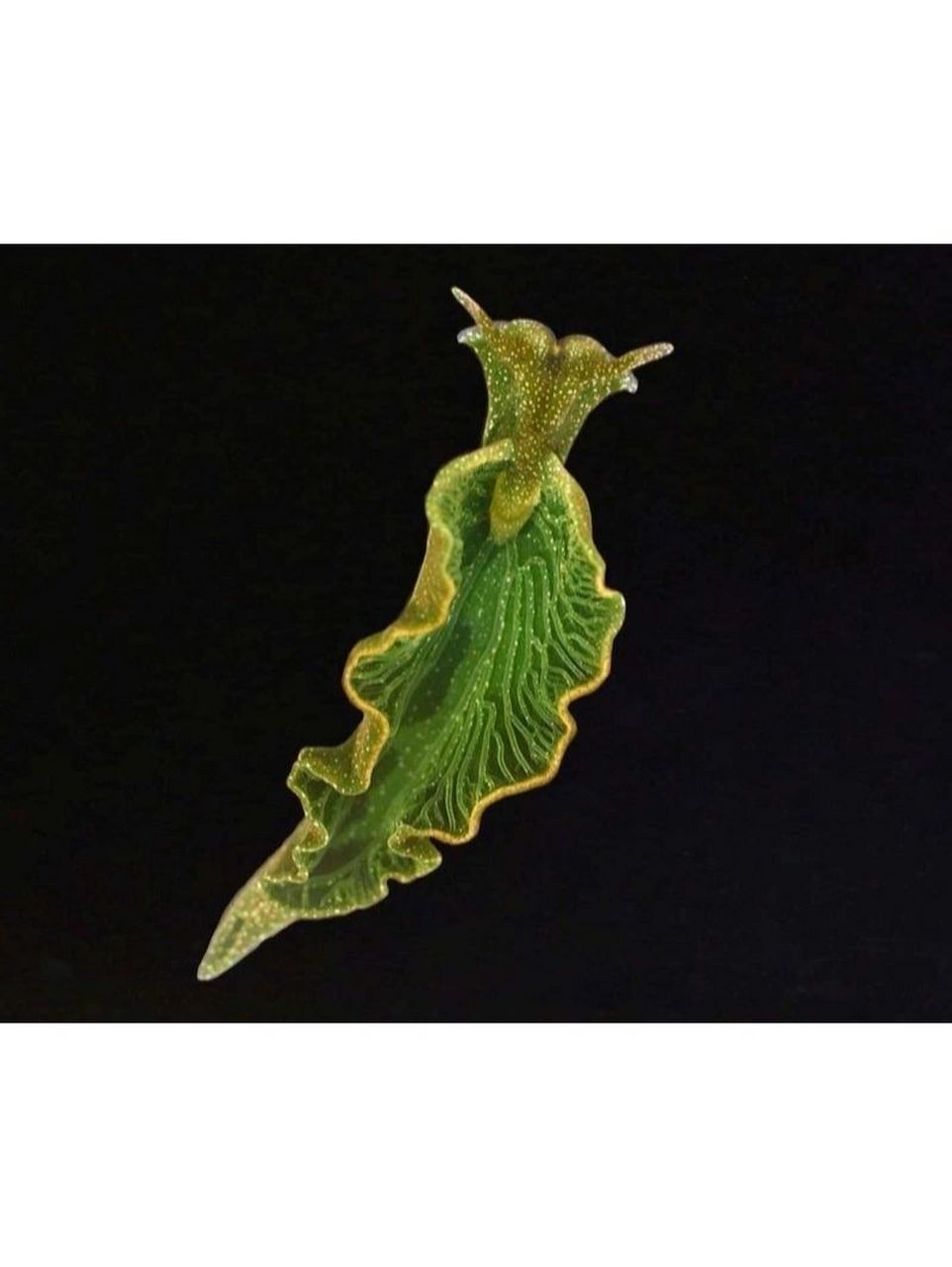 一半是动物,一半是植物 the solar-powered sea slugs 光伏海蛞蝓