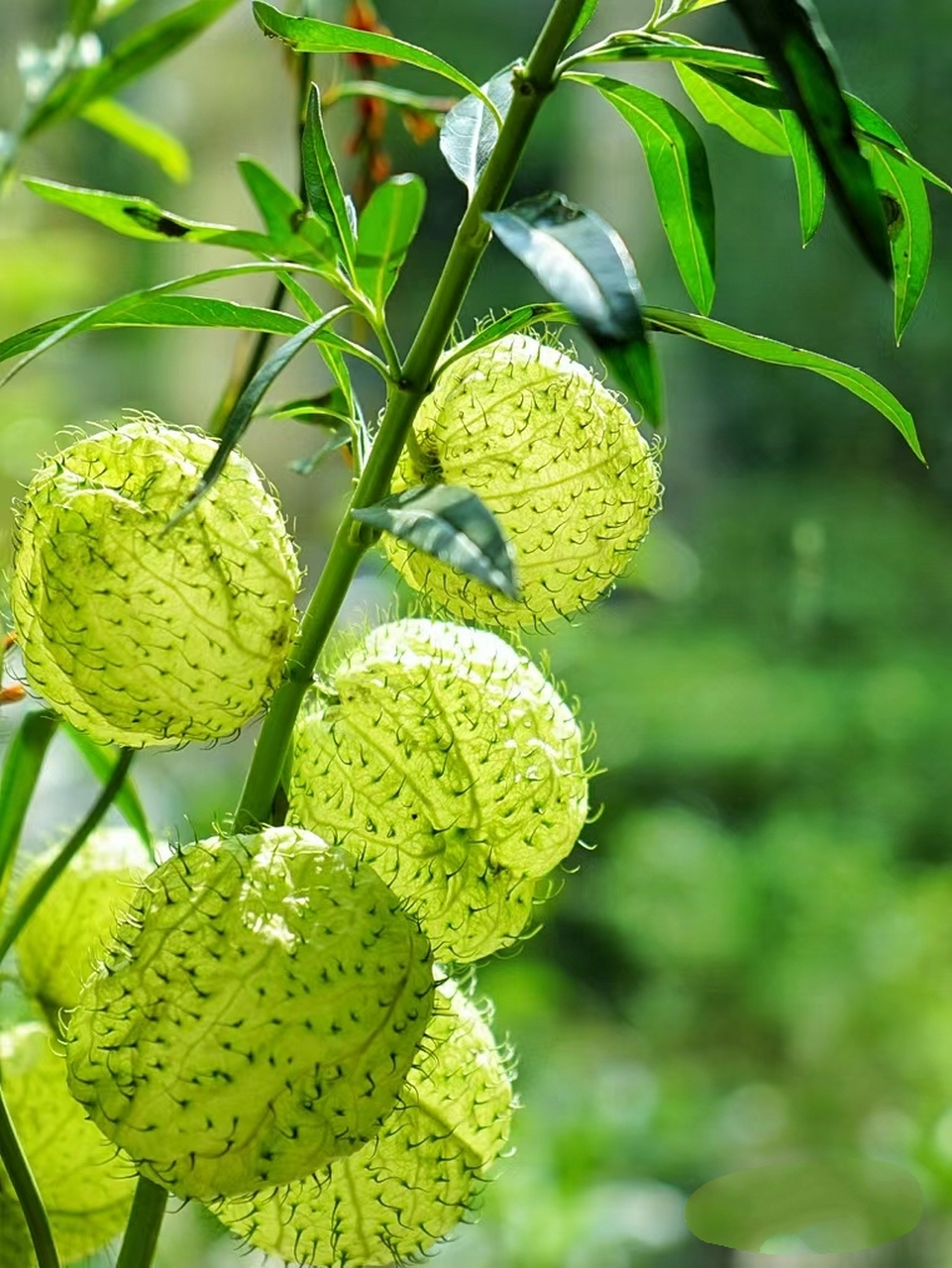 神奇植物,可爱又有趣的风船唐棉,像不像葡萄长了腿毛啊
