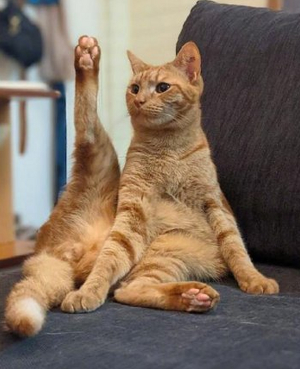 进来看猫片:猫咪高抬腿,这个表演你们打几分?
