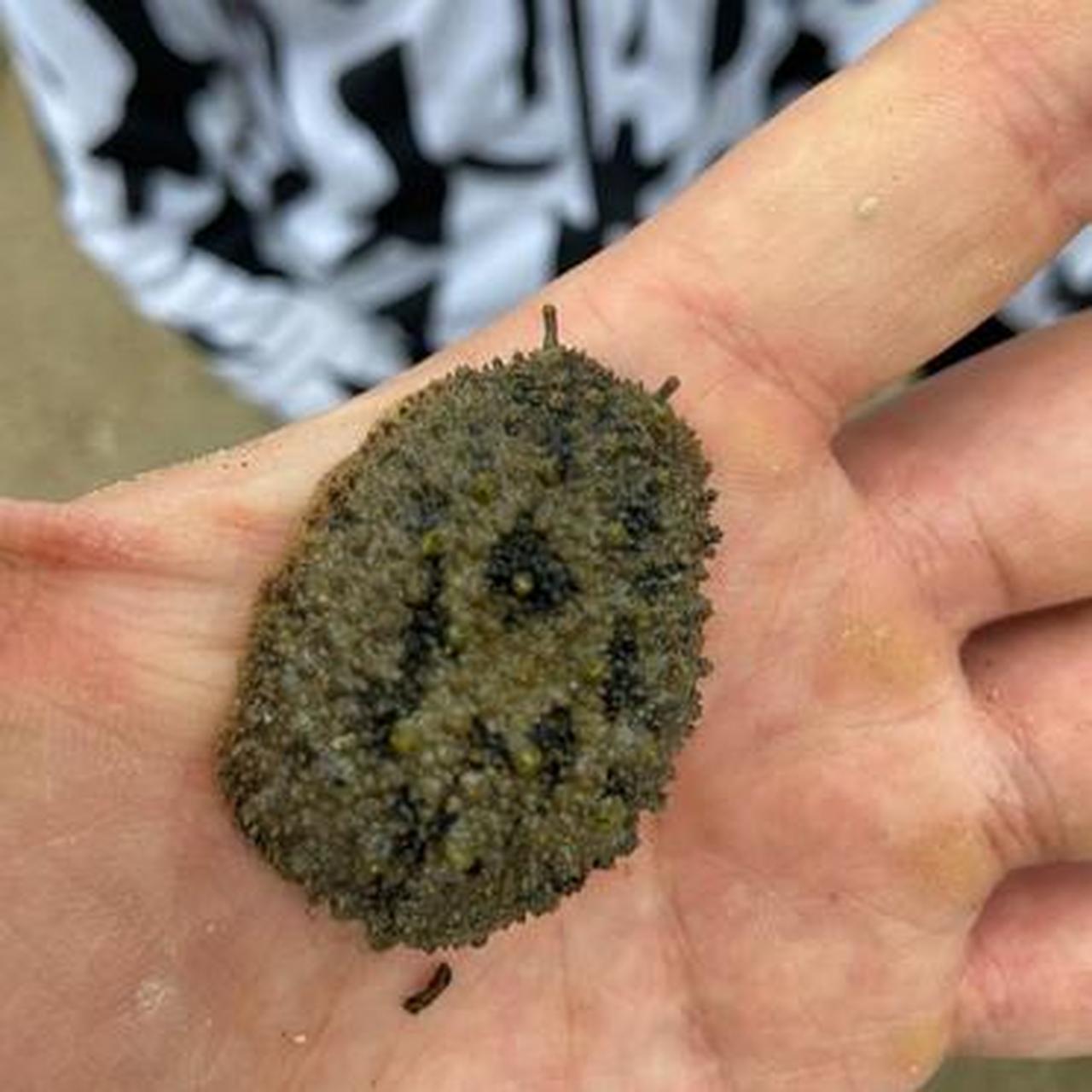 赶海的时候发现的奇怪生物,长的挺像鼻涕虫的,有谁知道这是个啥
