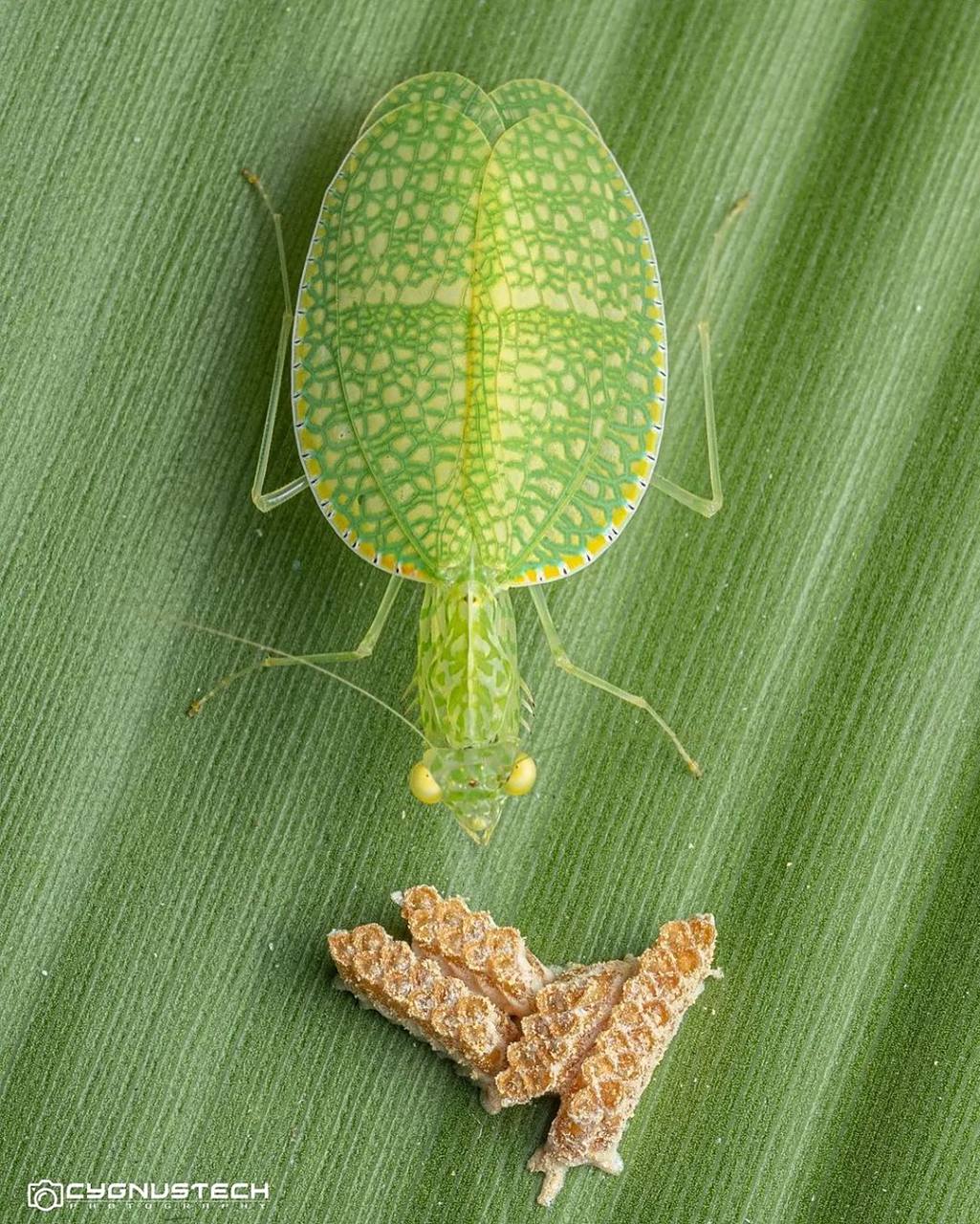 这种迷人的昆虫以其充满活力的绿色着称,这有助于它融入郁郁葱葱的