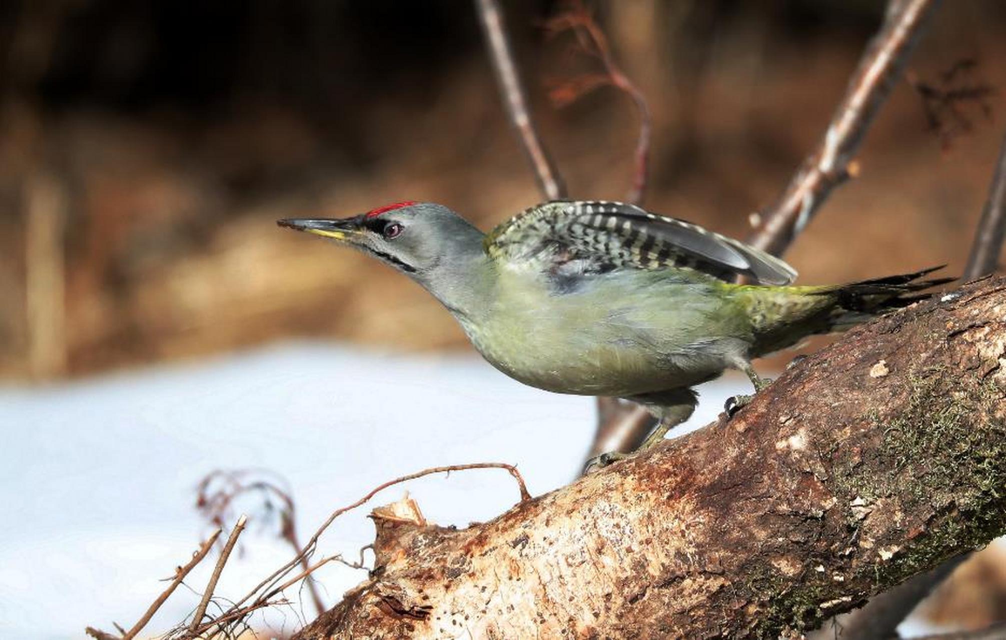 美好遼寧歡迎您# 梁廣軍:家鄉的鳥(38)灰頭綠啄木鳥 寬甸旅遊攝影