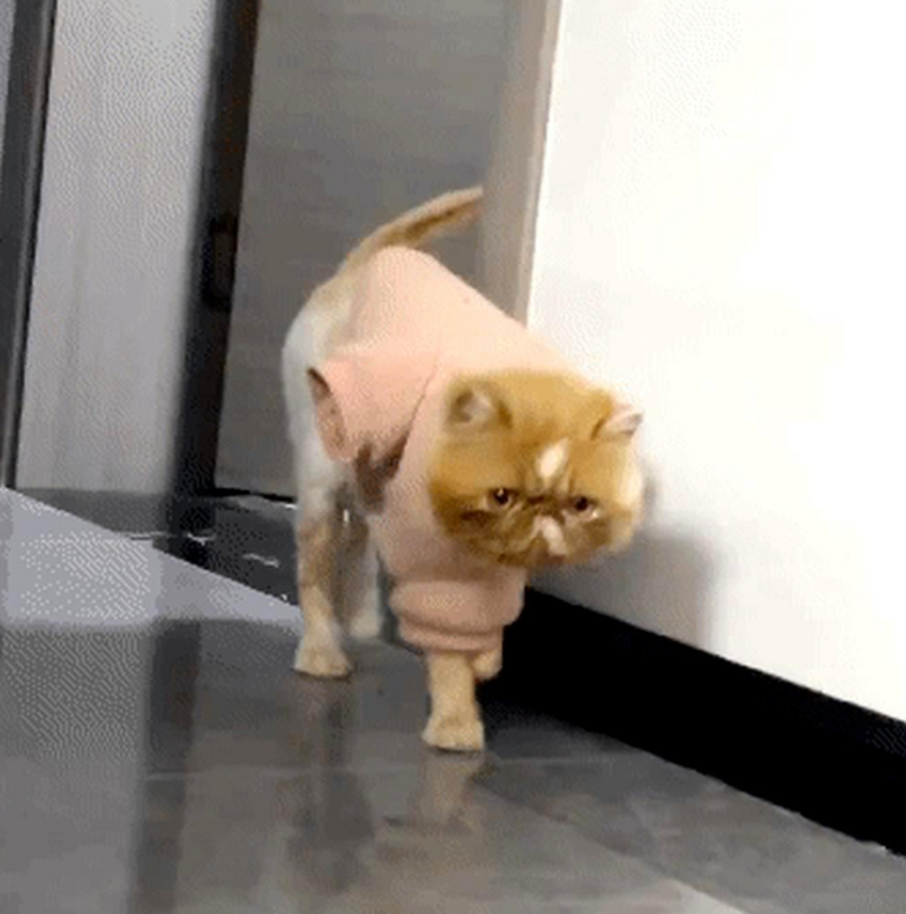 这只猫走路的姿势真是正宗,步伐十分优美