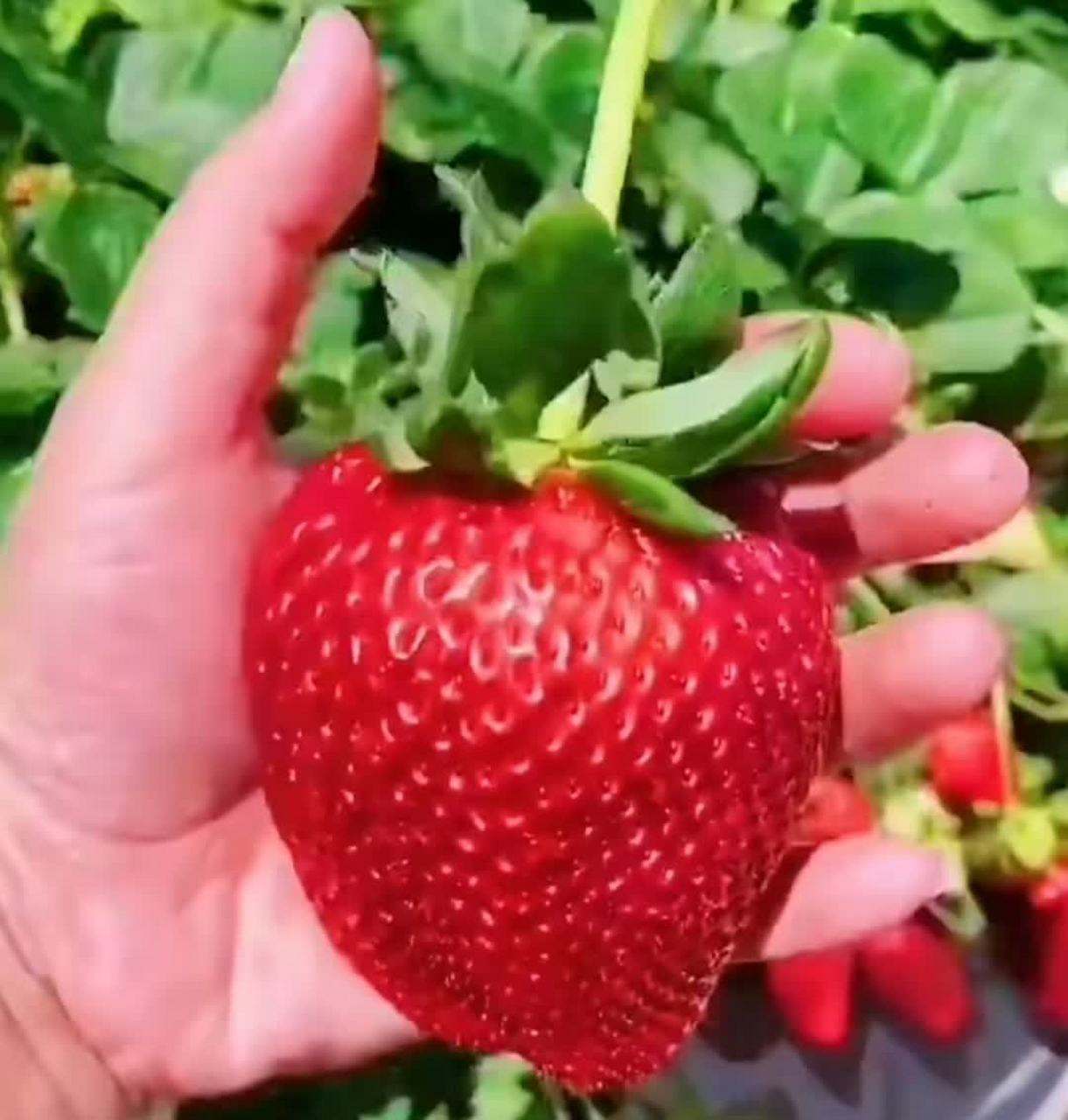 最大的草莓有多大图片图片