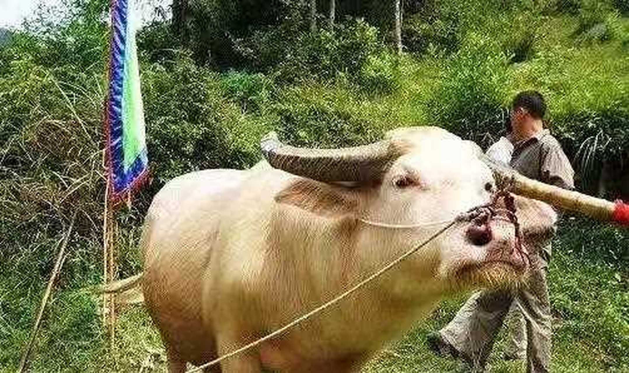 【贵州牛】白水牛是贵州凤冈县特有的优良畜种,白水牛被毛全白,致密而