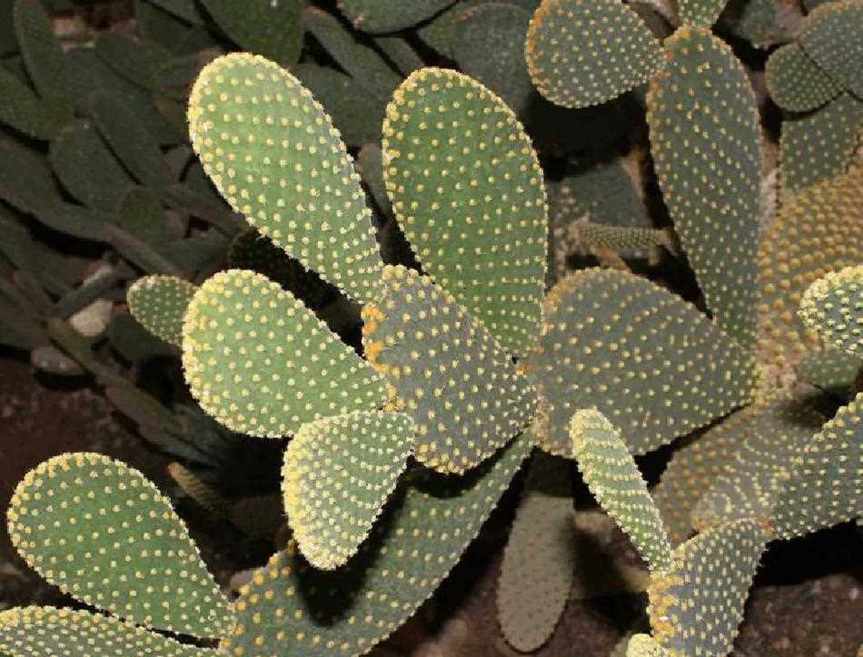 黄毛掌又叫兔耳掌,属于仙人掌科仙人掌属,是一种多年生的肉质草本植物