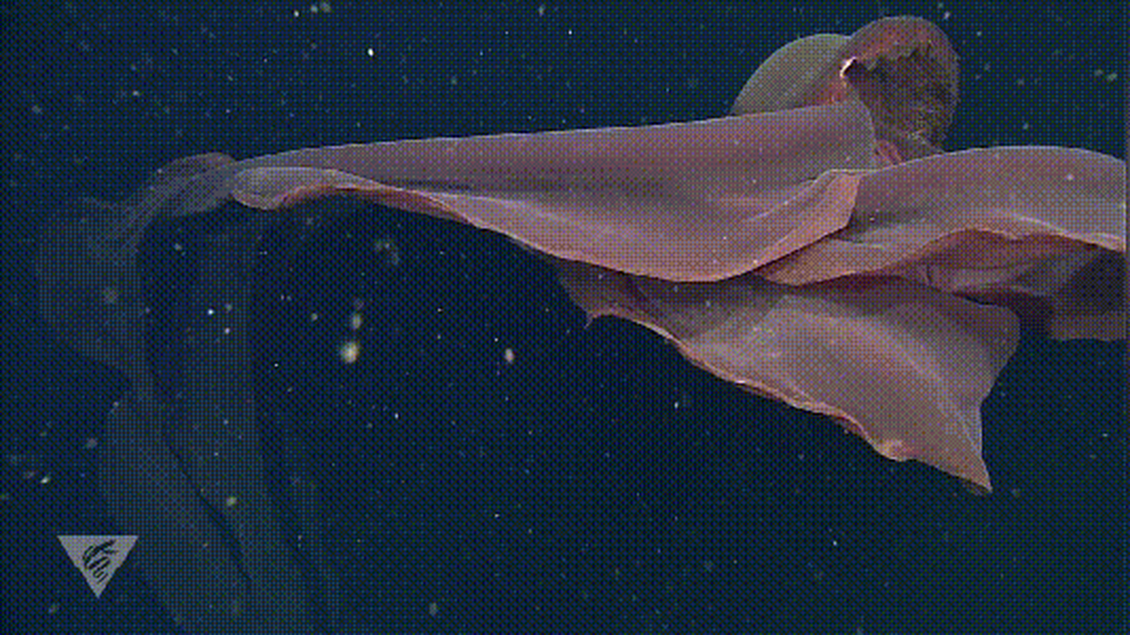 据外媒报道,南极洲深海最近发现了一只巨型的水母