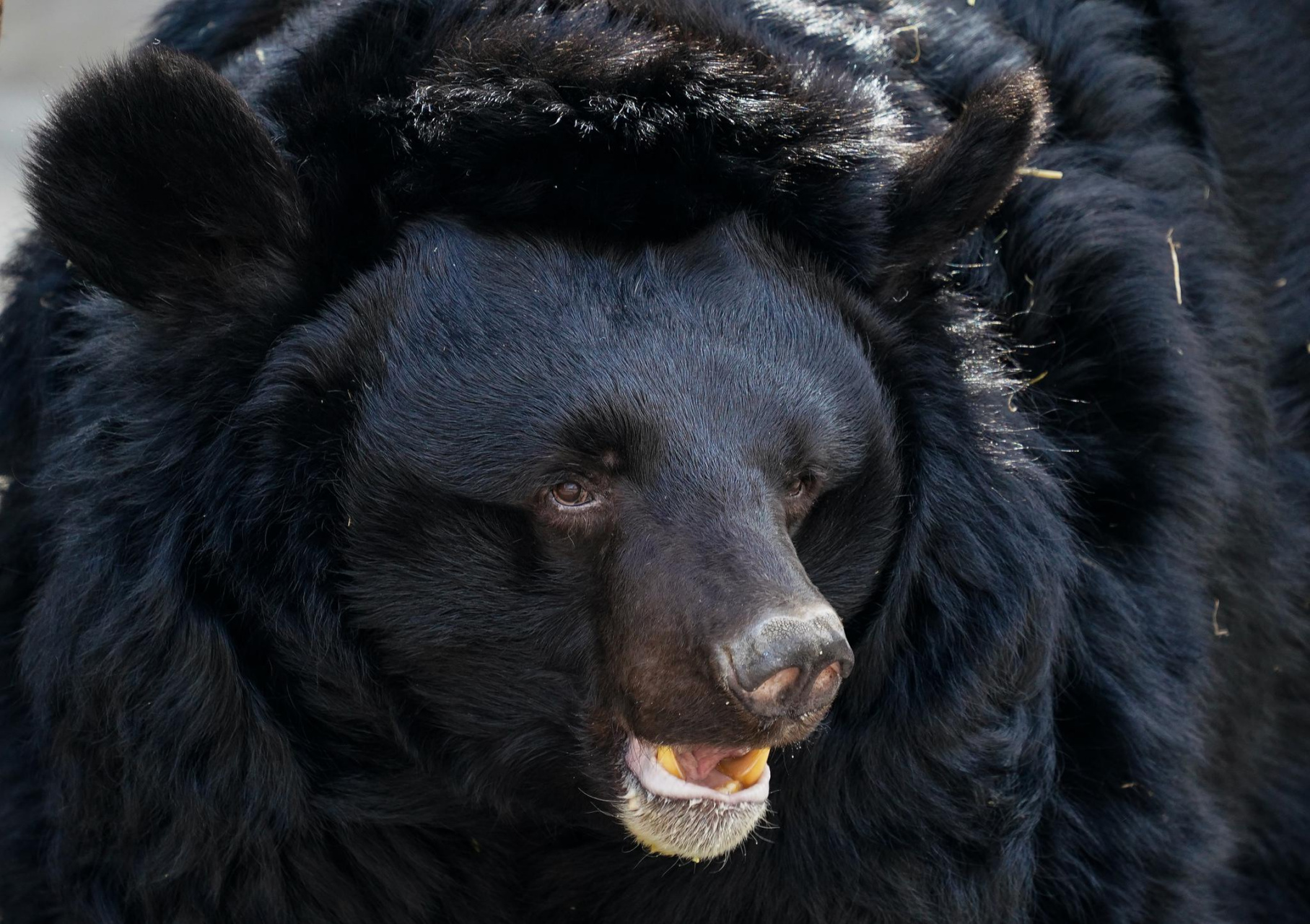 布永的戈弗雷是实质上的首任耶路撒冷国王,但戈弗雷一生从未称王,后世