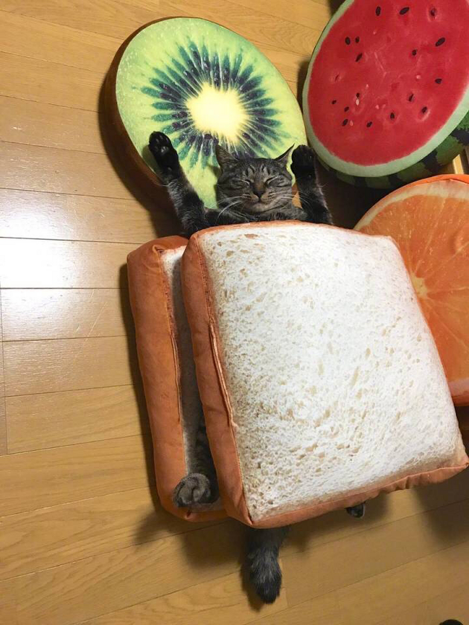 推特上一位网友家自制的"猫咪三明治",加猫,加蛋,加水果,搞定!