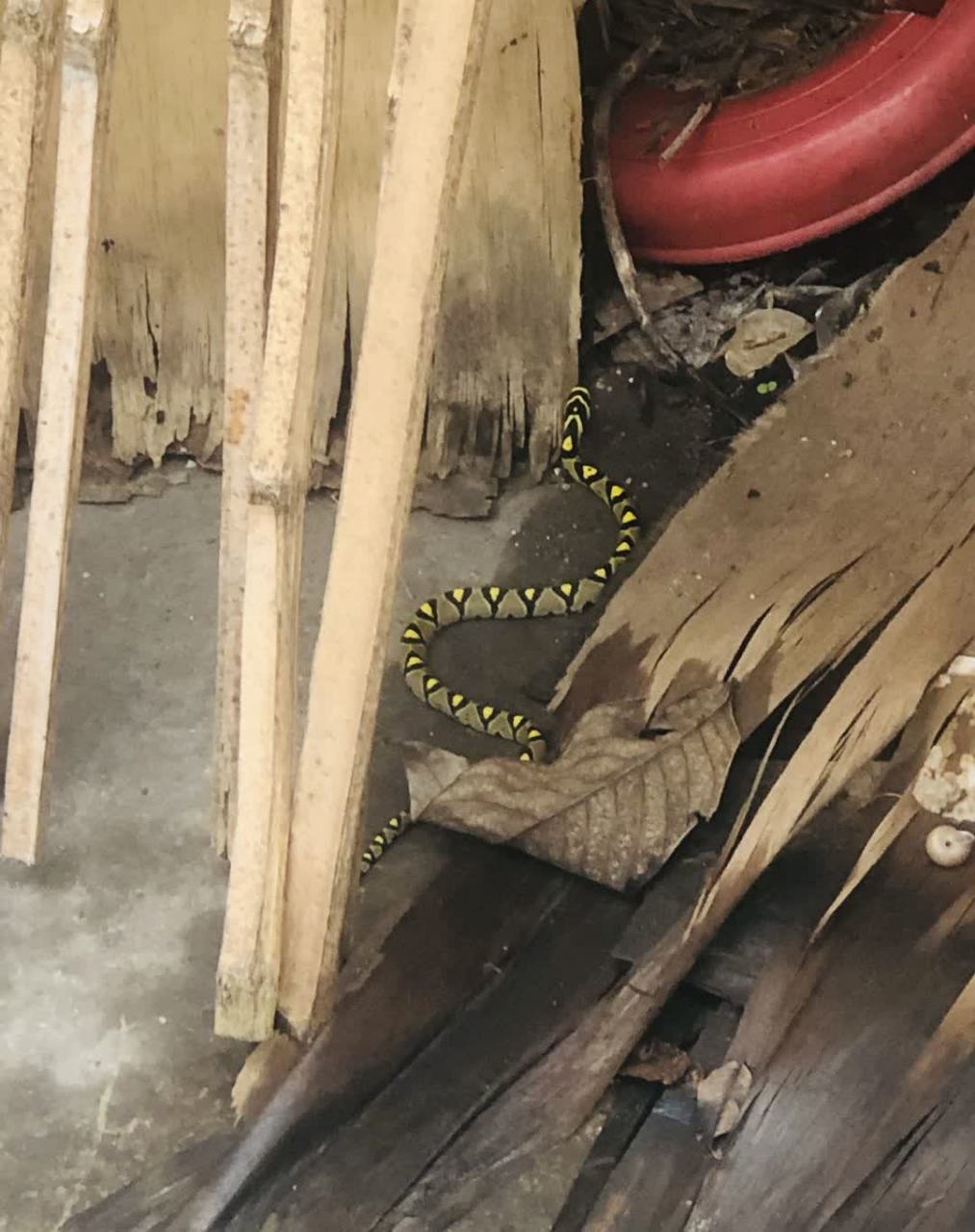 这条蛇来到了家里,不知道有没有毒,怎么办?[滑稽]