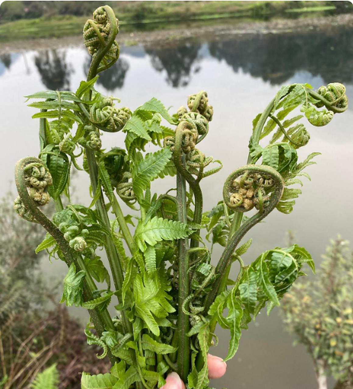 就是在这个时候有的吃的,纯天然绿色食物,大家放心食用#蕨菜炒腊肉