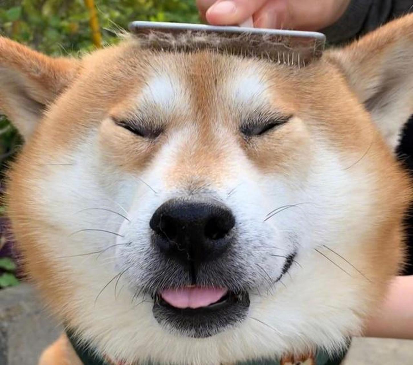 日本有只叫berry的狗子,每天在表情包和小可爱之间切换,呆在家或者肥