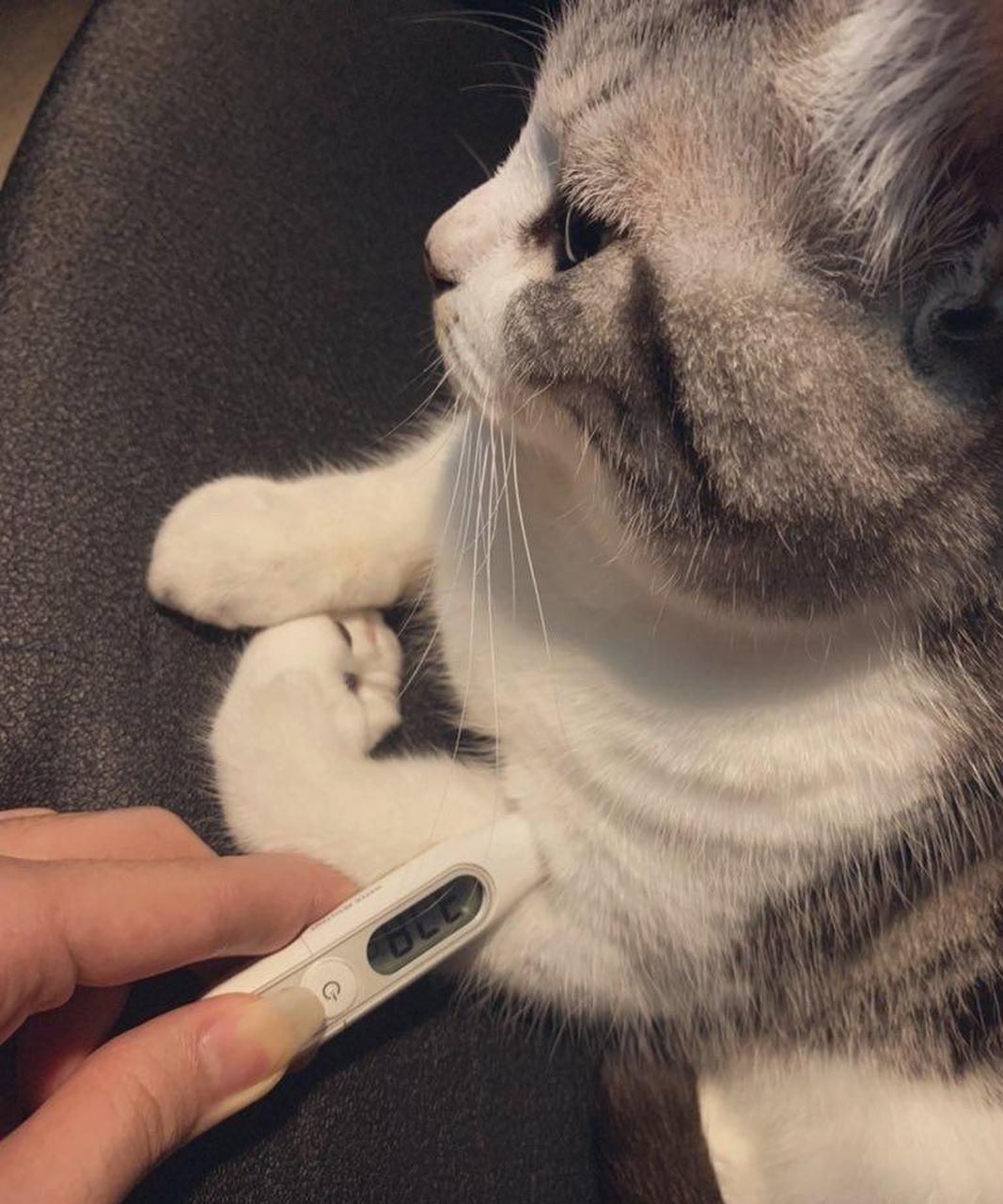 网友:猫咪的体温都这么高吗? 我要做点什么吗?