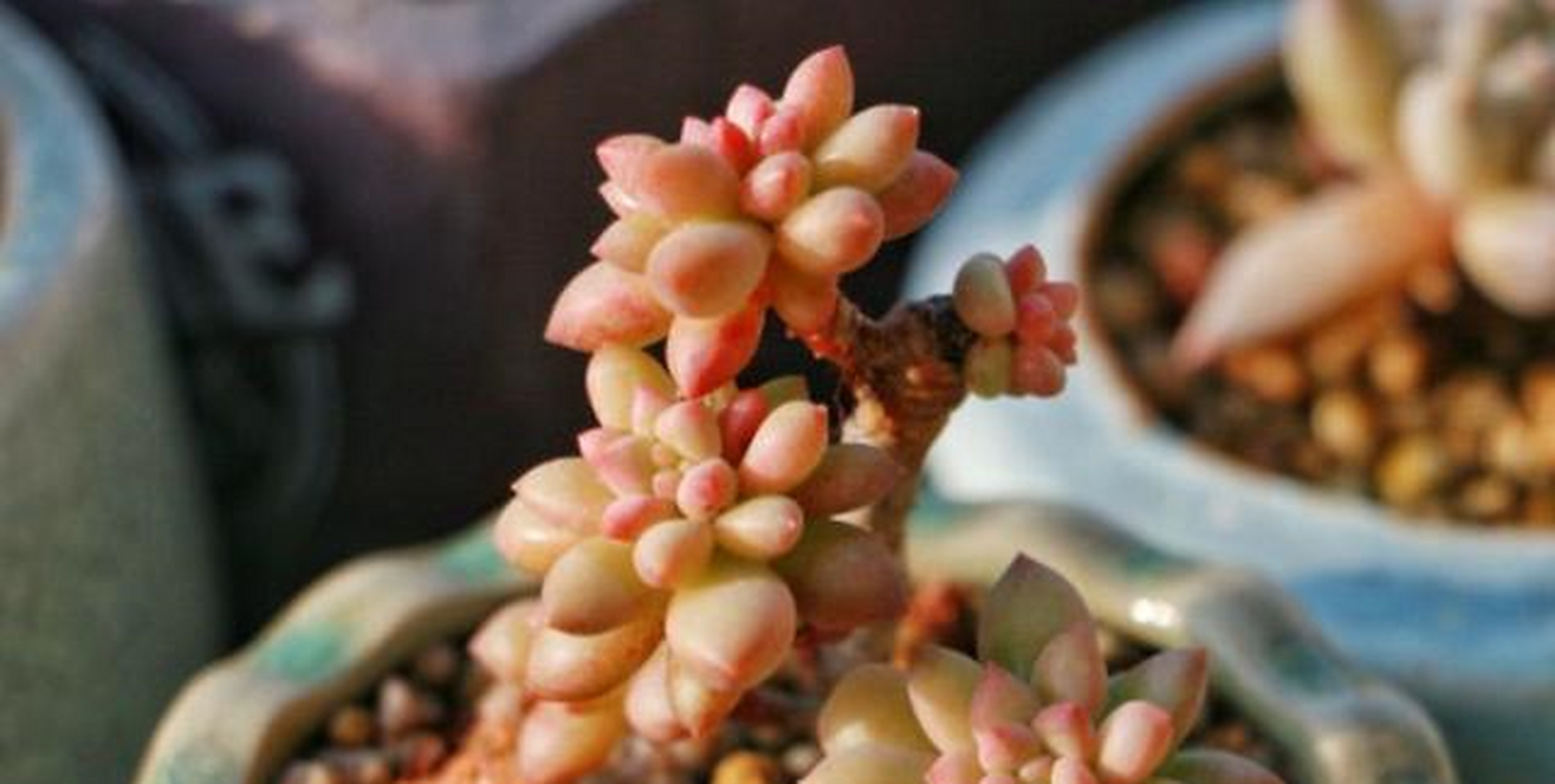 龙骨玉缀具体资料不详,大概是玉缀或新玉缀的杂交后代,为小型多肉品种