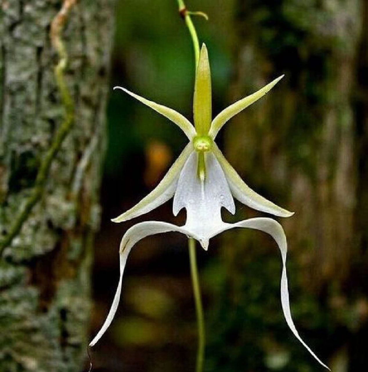 每日分享|附在树枝上飘荡的"幽灵兰" 像不像植物万圣节?#神奇的植物