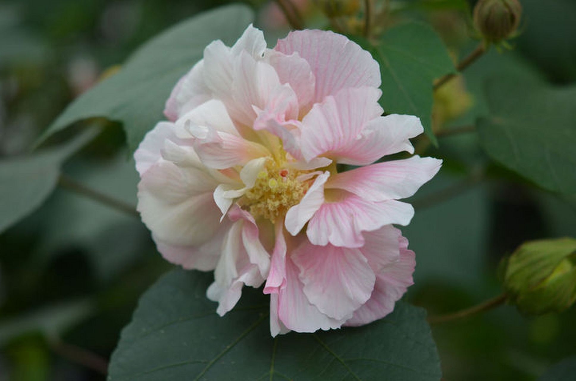 芙蓉花 遥见仙人彩云里,手把芙蓉朝玉京