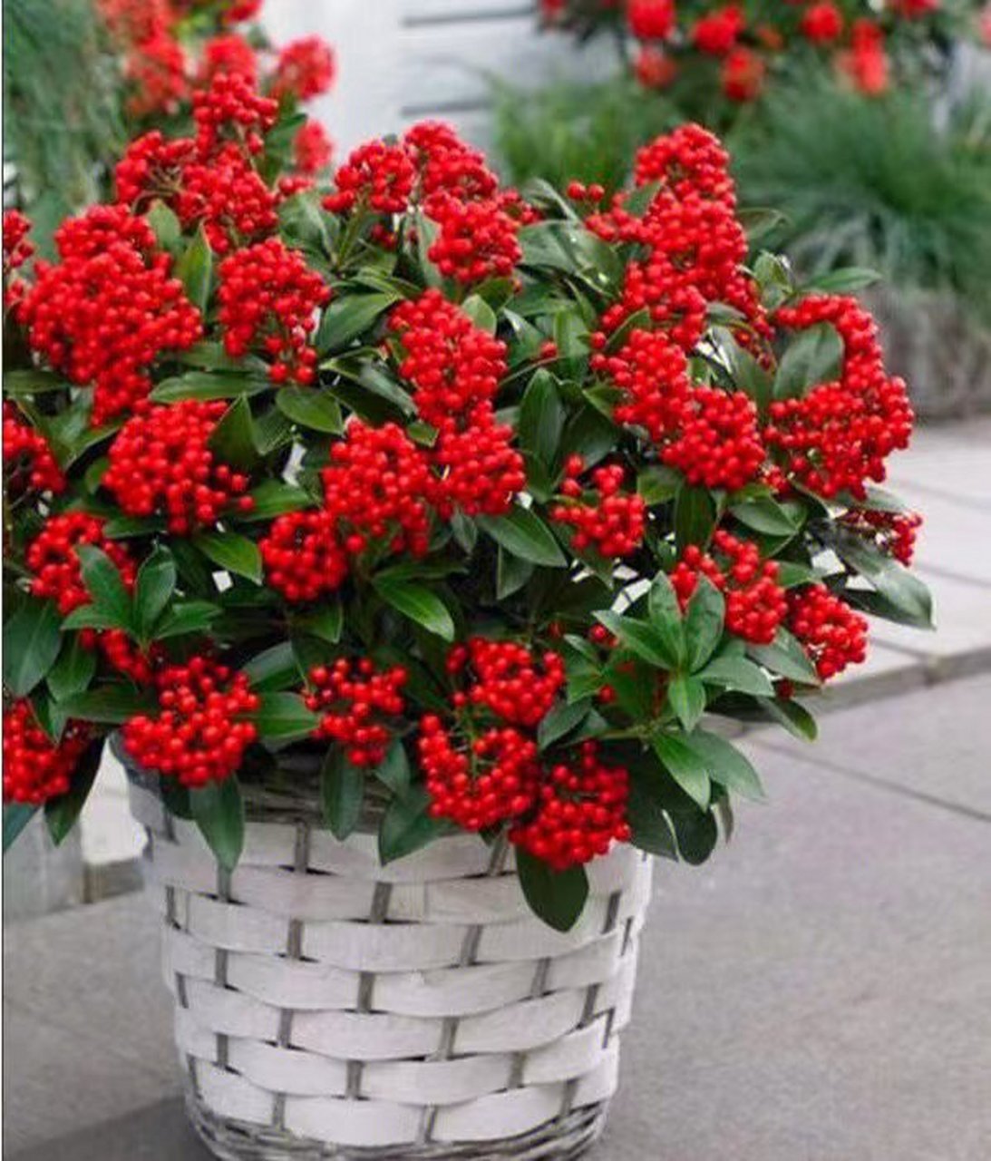 红玉珠又名红果茵芋,是来自荷兰的高档盆花,叶子片片青翠碧绿,红果