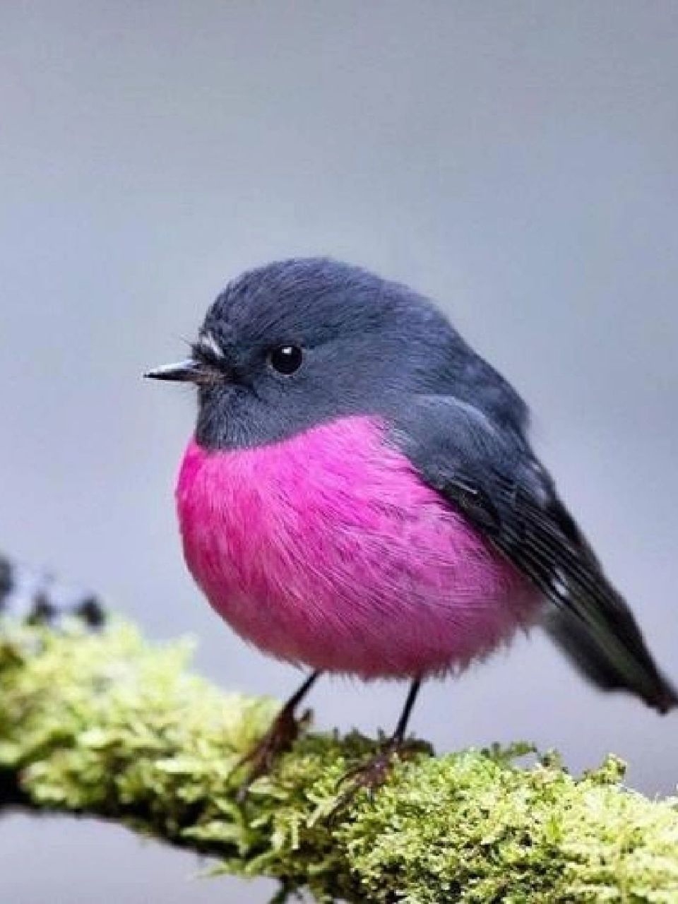 每天认识一种宝藏动物98 96中文名:粉红鸲鹟[qú wēng] 96学名