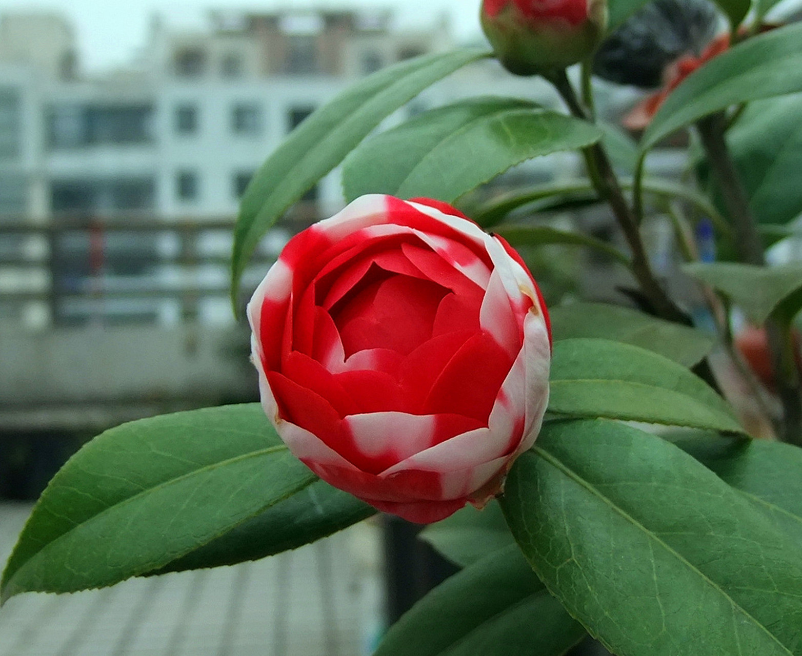 浪漫而时髦的幻彩山茶花  茶花主要分布于中国和日本.