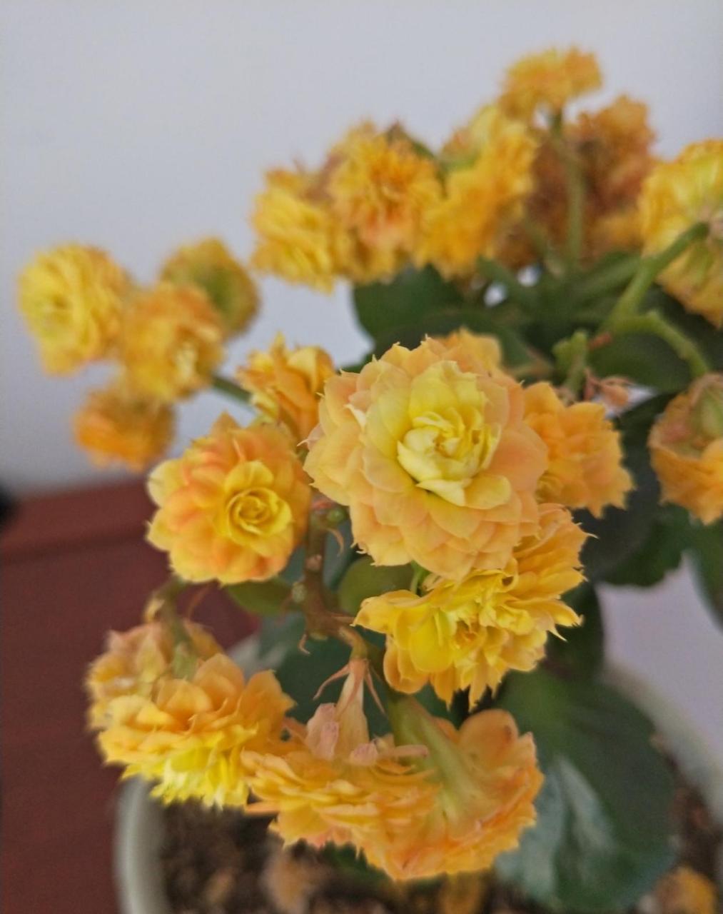 长寿花界的"巨无霸"——辛巴,植株不大,只有20多公分高,花朵却很大