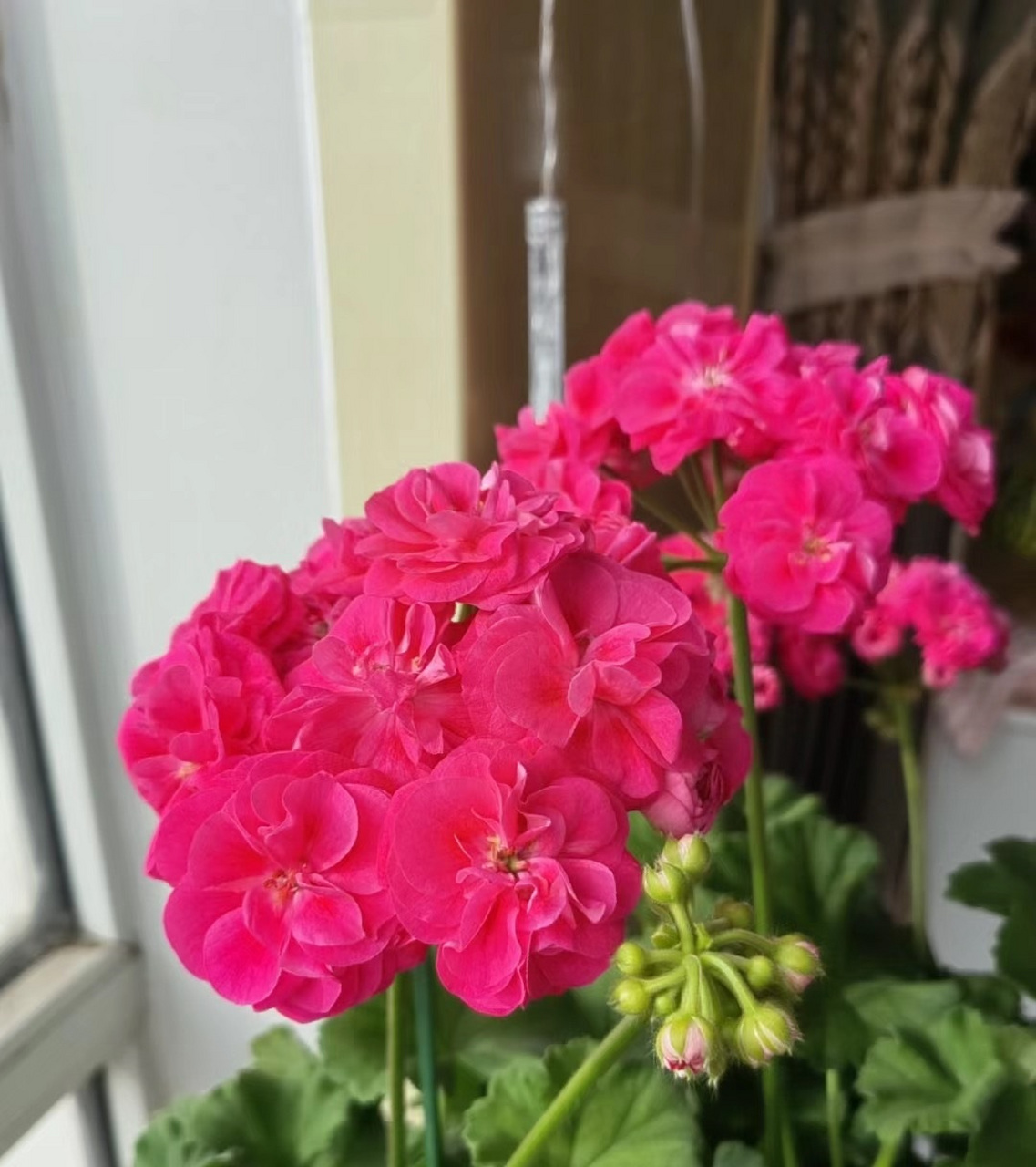 秋天,是天竺葵的"主场",给大家介绍一个很值得养的品种——罗莎琳达